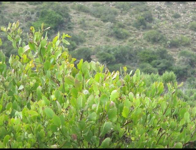 LAND FOR SALE IN MOSSEL BAY EXT 26